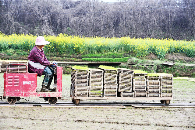 春耕  早稻  育秧  催芽车间  软盘