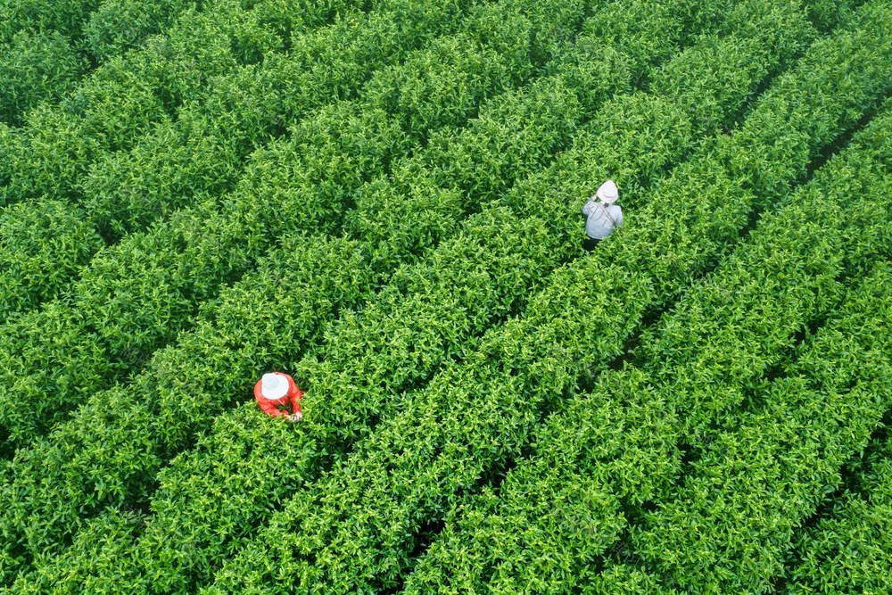 湖南江华：明前茶飘香