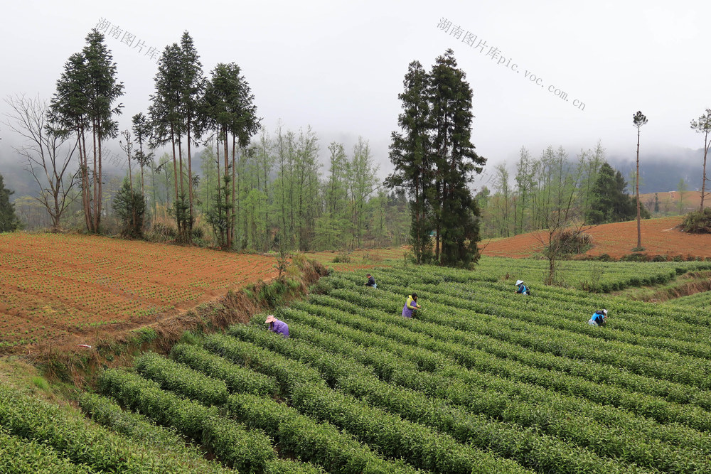 湖南，龙山，采摘，明前茶，新茶，上市，增收