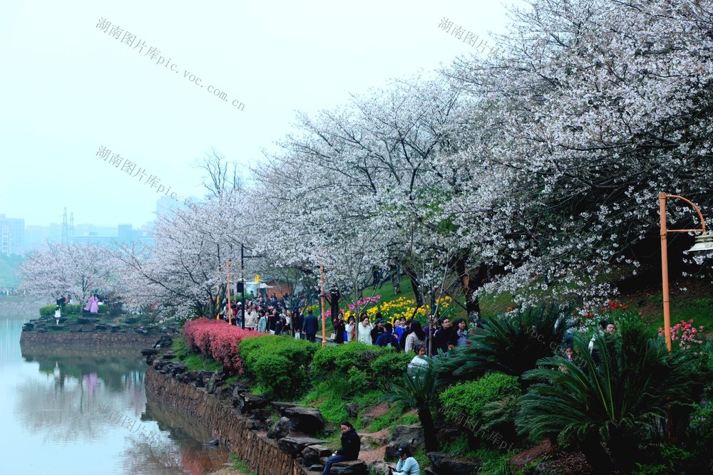 幸得三月樱花舞，从此阡陌多暖春