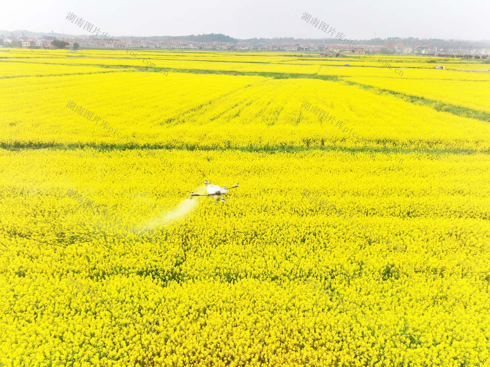 春耕  春管  油菜  盛花期  飞防