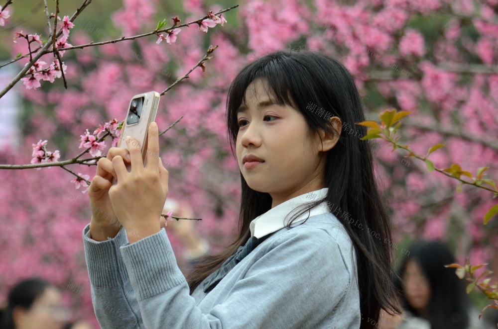春天 桃花  东江湖  文旅