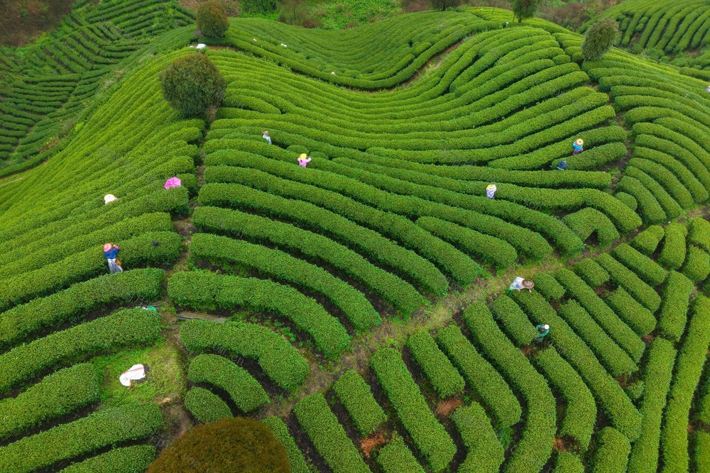 茶叶、春茶、采茶、春天、农事
