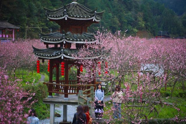 春天、桃花、乡村、旅游、游客