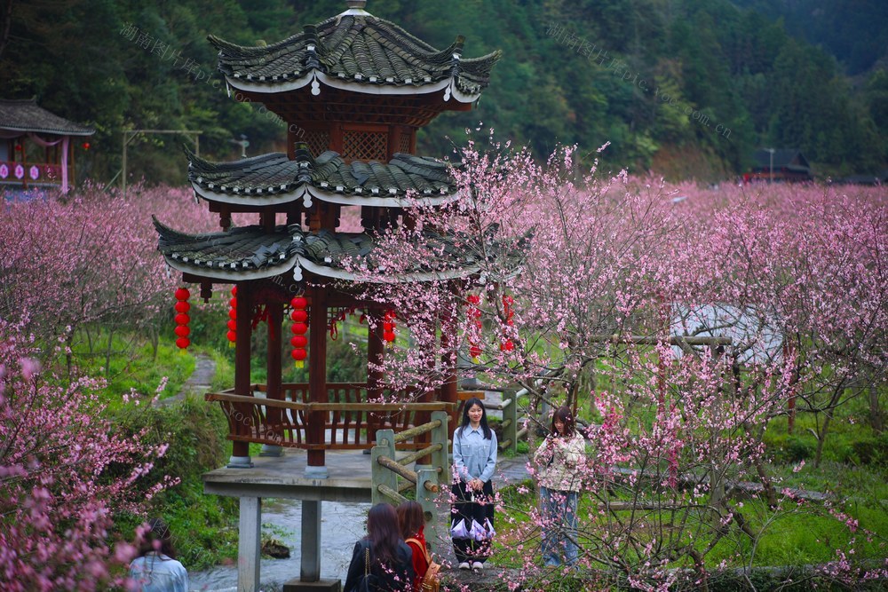 春天、桃花、乡村、旅游、游客