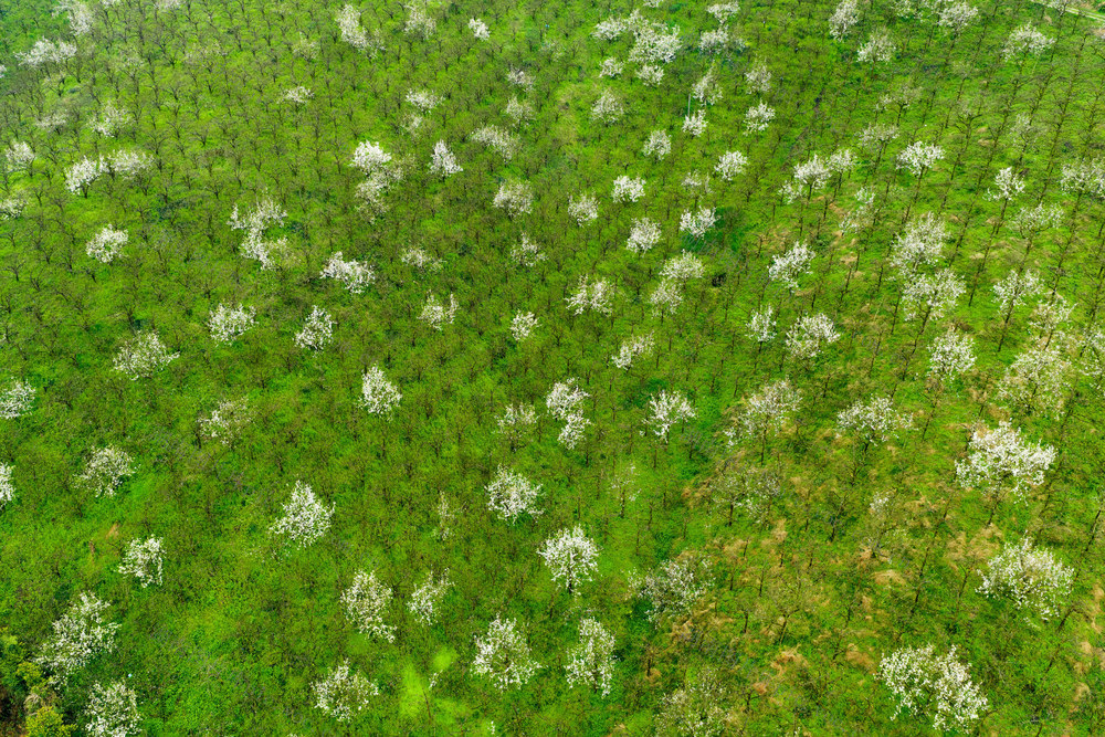 梨花 花 春 排牙山 公园 