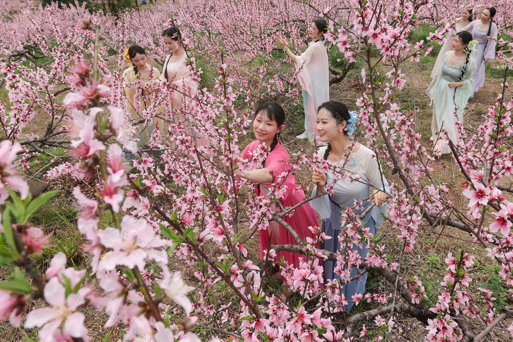 临武县---认购果树  促农增收