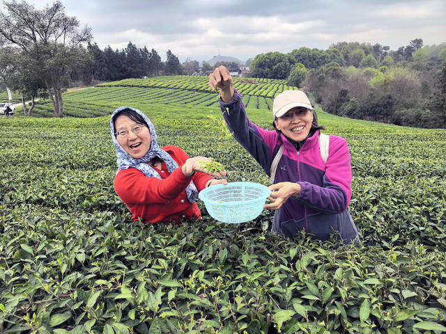 茶叶基地，采茶     实训  指导