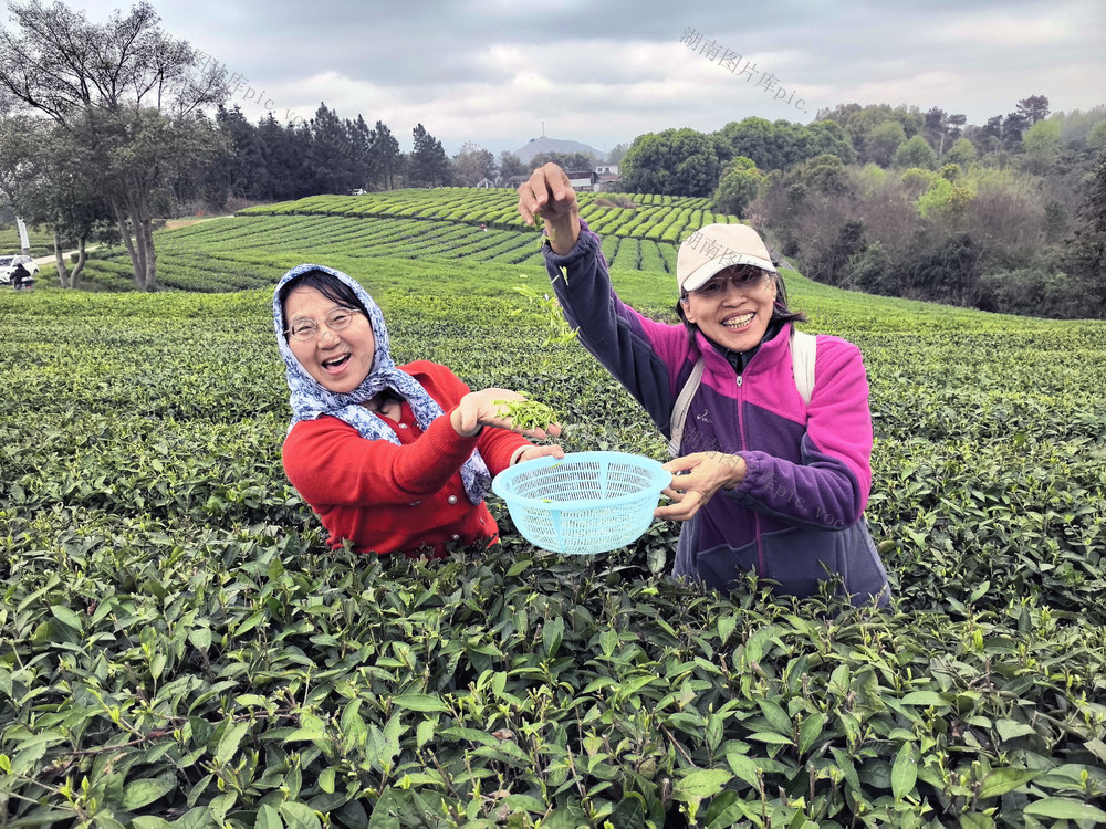茶叶基地，采茶     实训  指导