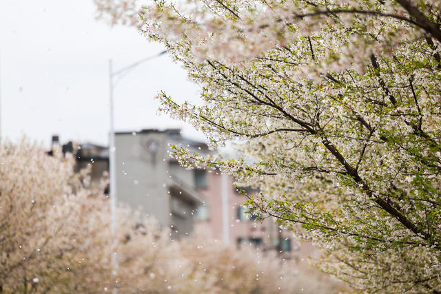 春日 樱花 踏春赏花