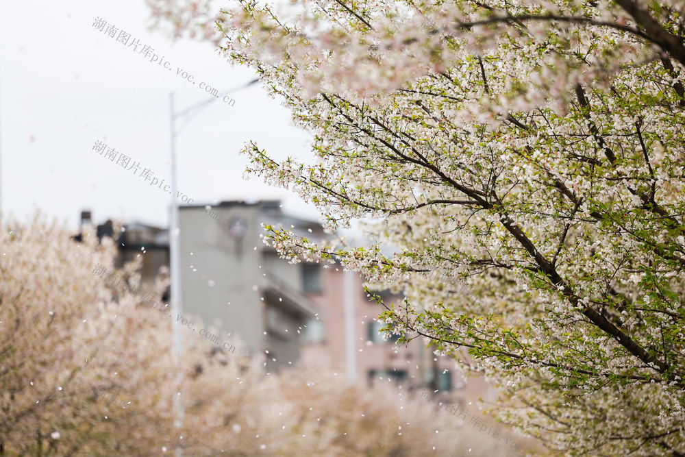 春日 樱花 踏春赏花