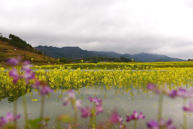 长田湾油菜花