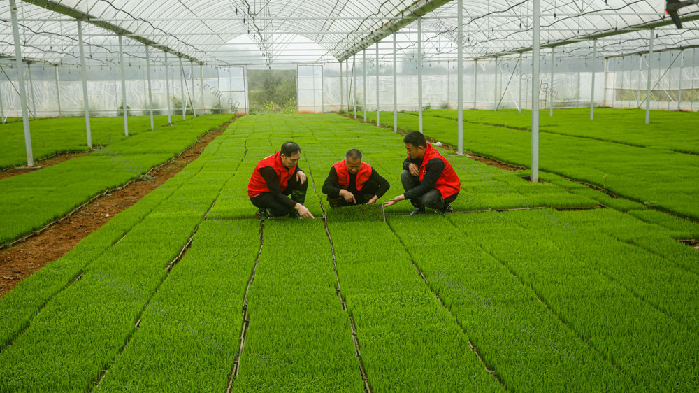 农业、春耕生产、农村