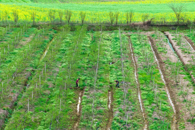 应对强对流天气 暴雨 农业 果园农忙