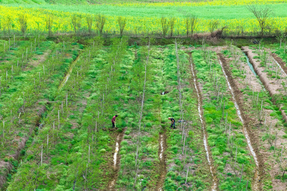 应对强对流天气 暴雨 农业 果园农忙