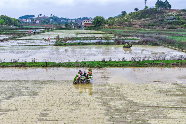 农业 春耕生产 早稻 粮食安全 现代农业