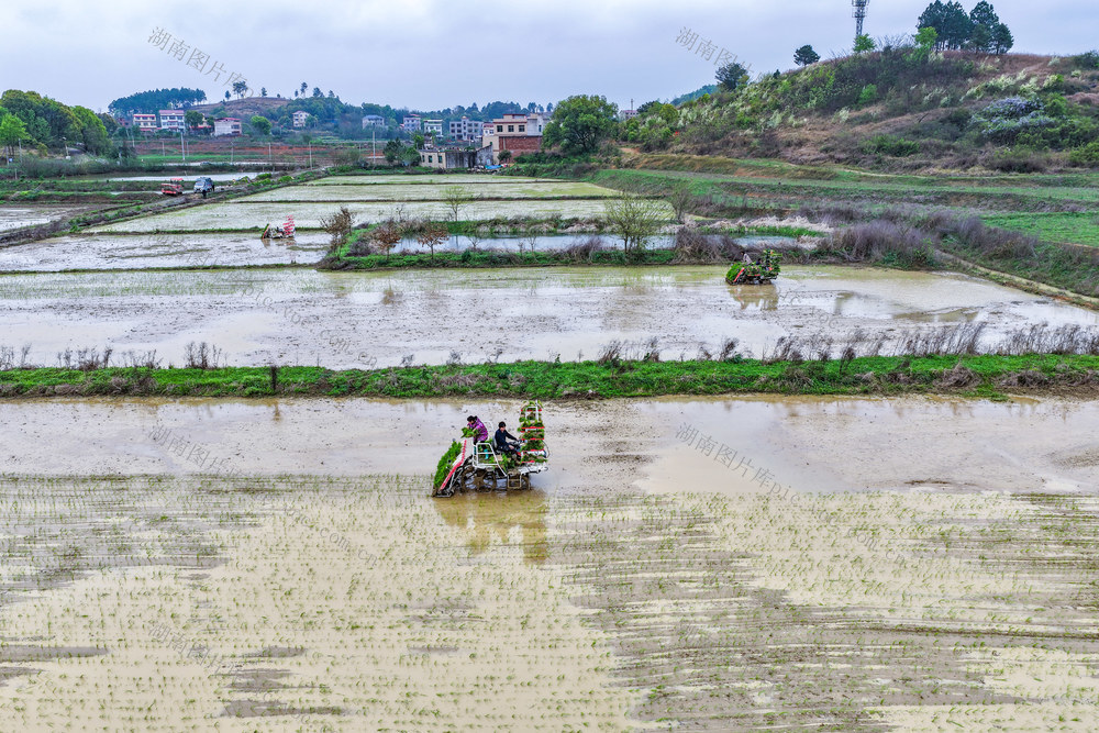 农业 春耕生产 早稻 粮食安全 现代农业