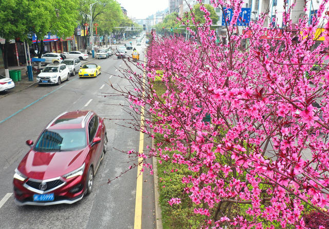 嘉禾  樱花盛开街道美