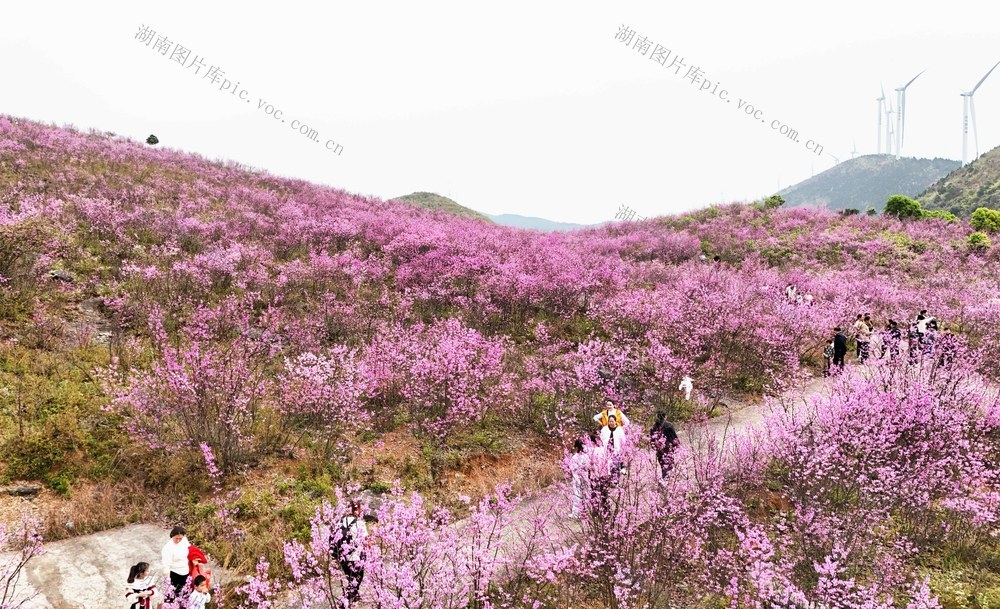   赏花热带火乡村旅游