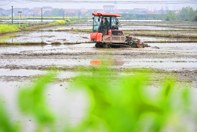 仲春  春耕  早稻  播种  耕田