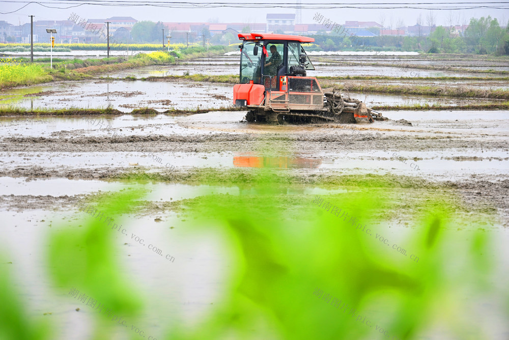 仲春  春耕  早稻  播种  耕田
