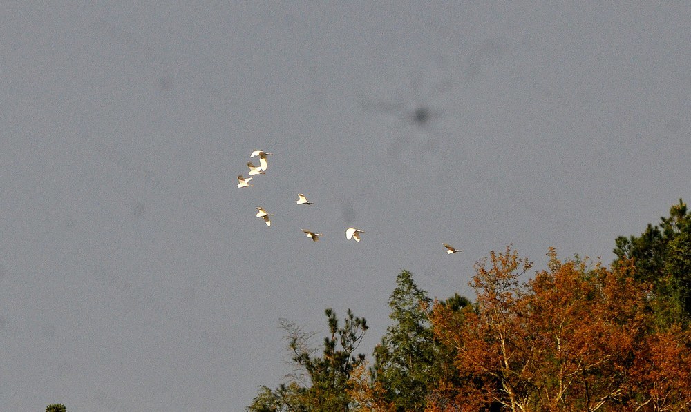 白鹭 生态 风景