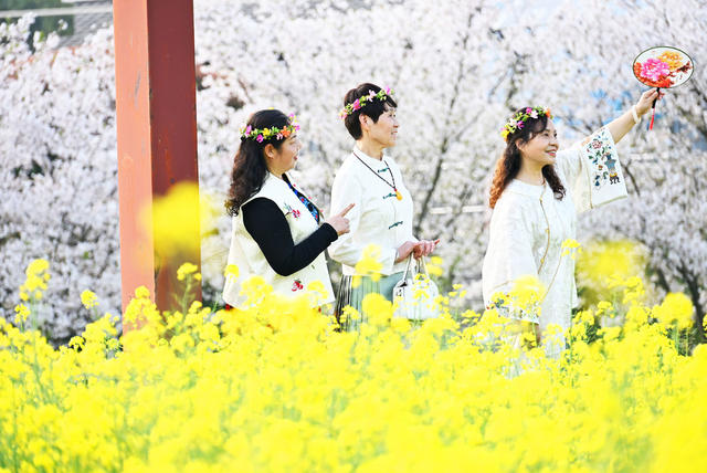 春天  花景  樱花  油菜花  游客