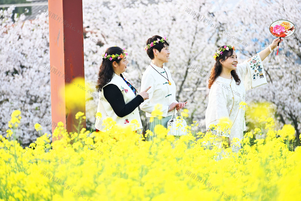 春天  花景  樱花  油菜花  游客