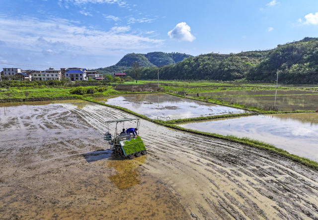 良种  良机  良法  科技兴农  粮食安全  粮食产能 
 早稻插秧  粮食种植结构 