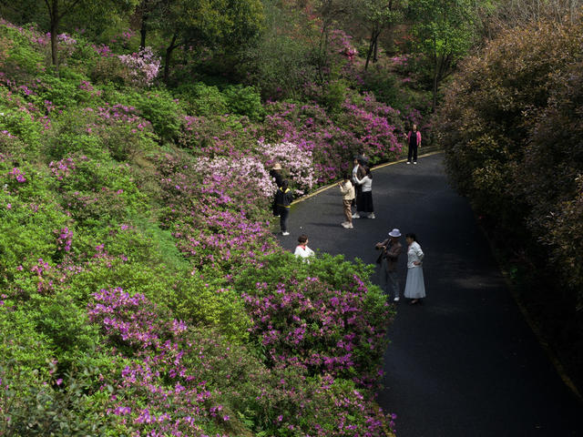 石榴湾公园 杜鹃花 映山红 郴州花海