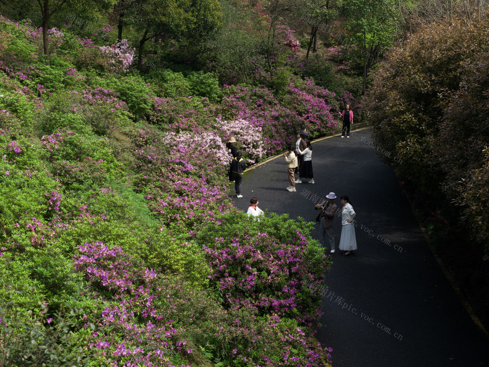 石榴湾公园 杜鹃花 映山红 郴州花海