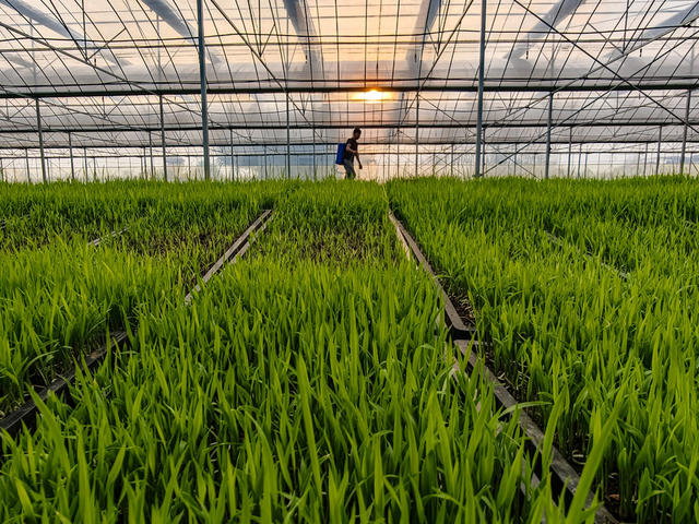 农业   秧苗   春耕 农户   农忙  水稻  早稻