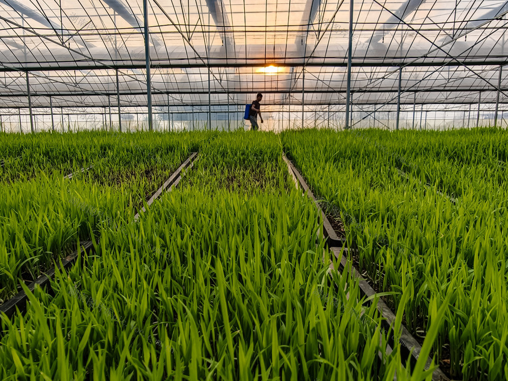 农业   秧苗   春耕 农户   农忙  水稻  早稻