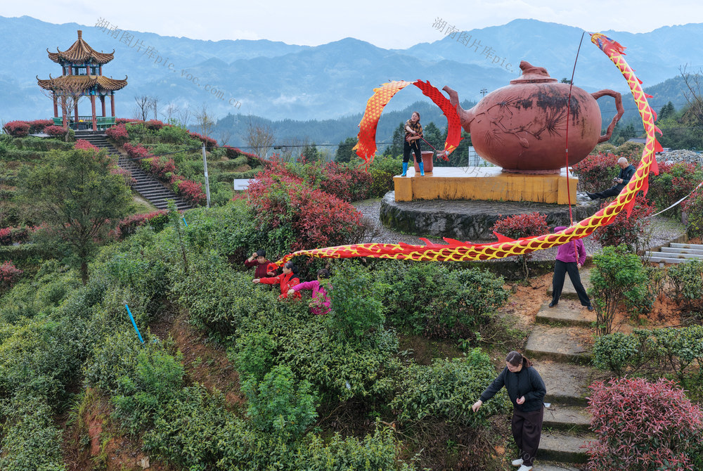 湖南桂东：醉美茶园 游人 万亩茶叶观光园 彩龙