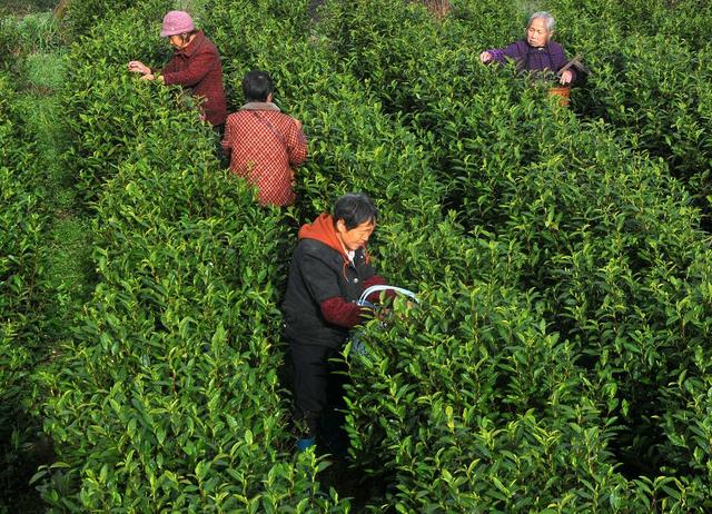 茶园 采摘 创收