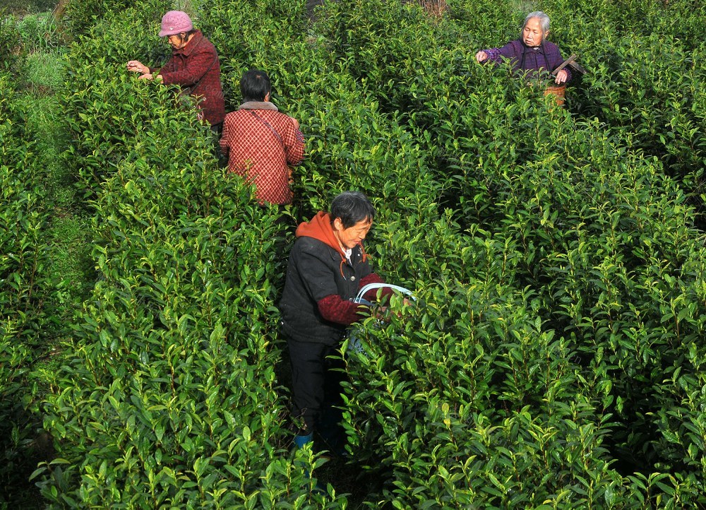茶园 采摘 创收