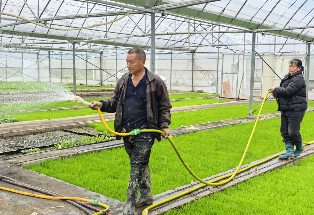 嘉禾：大棚育秧管护忙