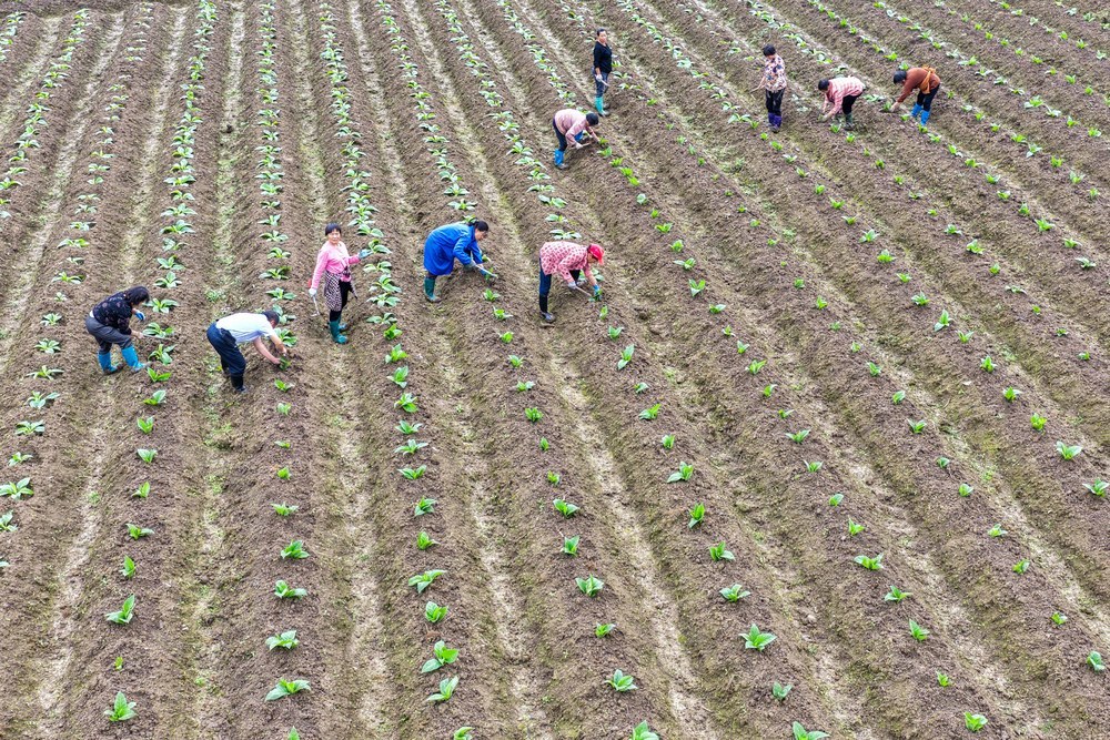 湖南道县：田间管护忙