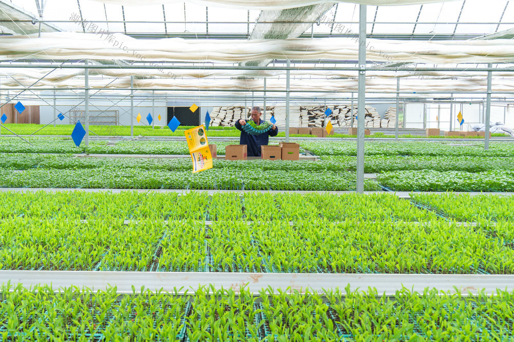 农业 蔬菜 智能农业 育苗 春耕