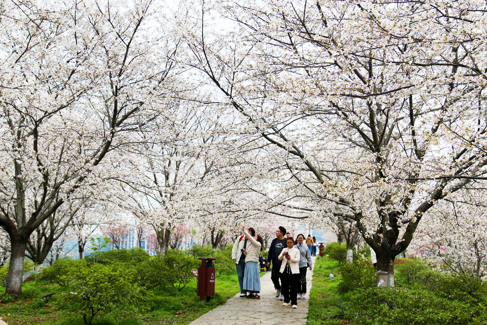 长沙 樱花