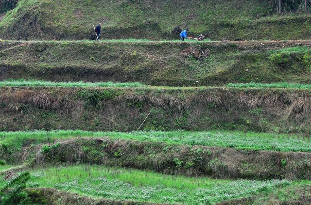梯田 翻耕 景象