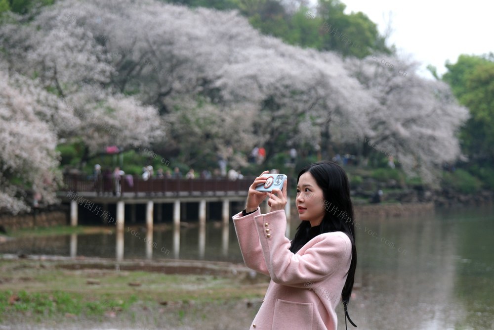樱花盛开，湖南省植物园
