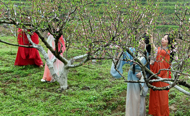 赏花 桃园 桃花 游客 乡村游  农文旅 汉服 春光 游玩 增收 产业 
