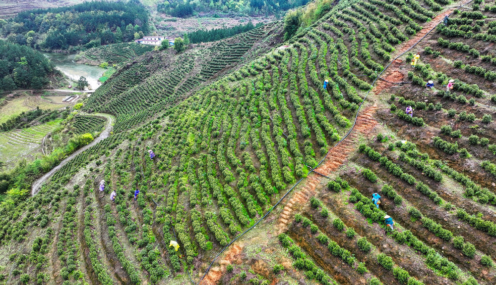 茶叶  春茶  采摘  产业
