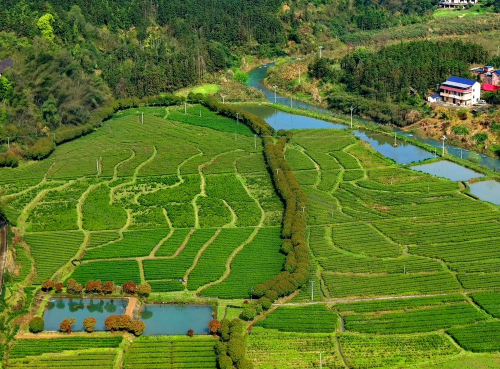 春日 茶园  美  如画