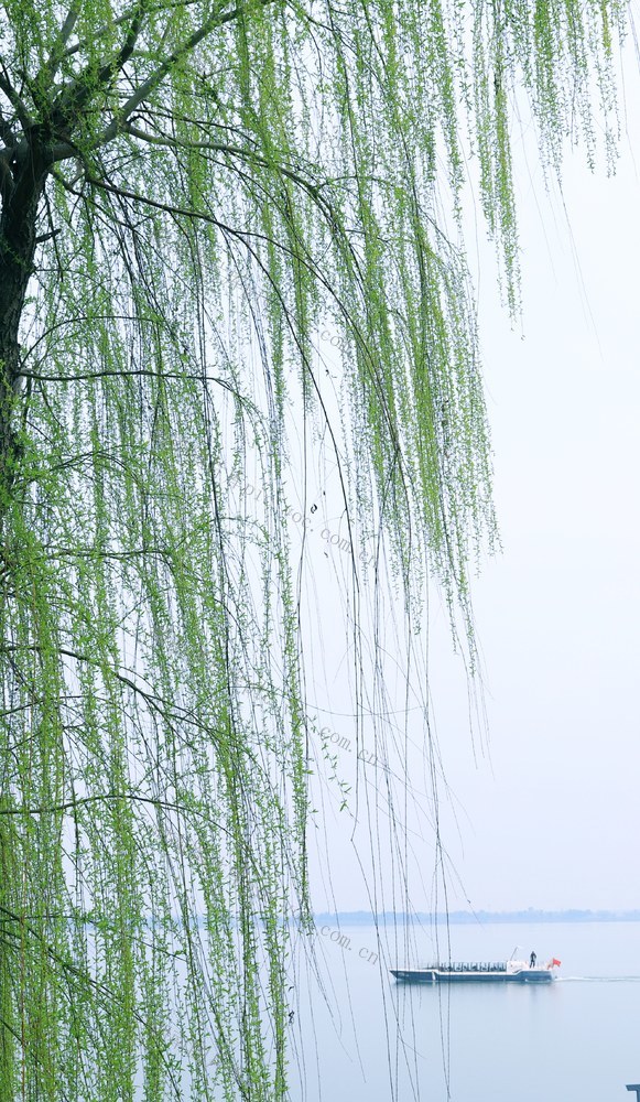 阳春三月，常德市柳叶湖春意盎然