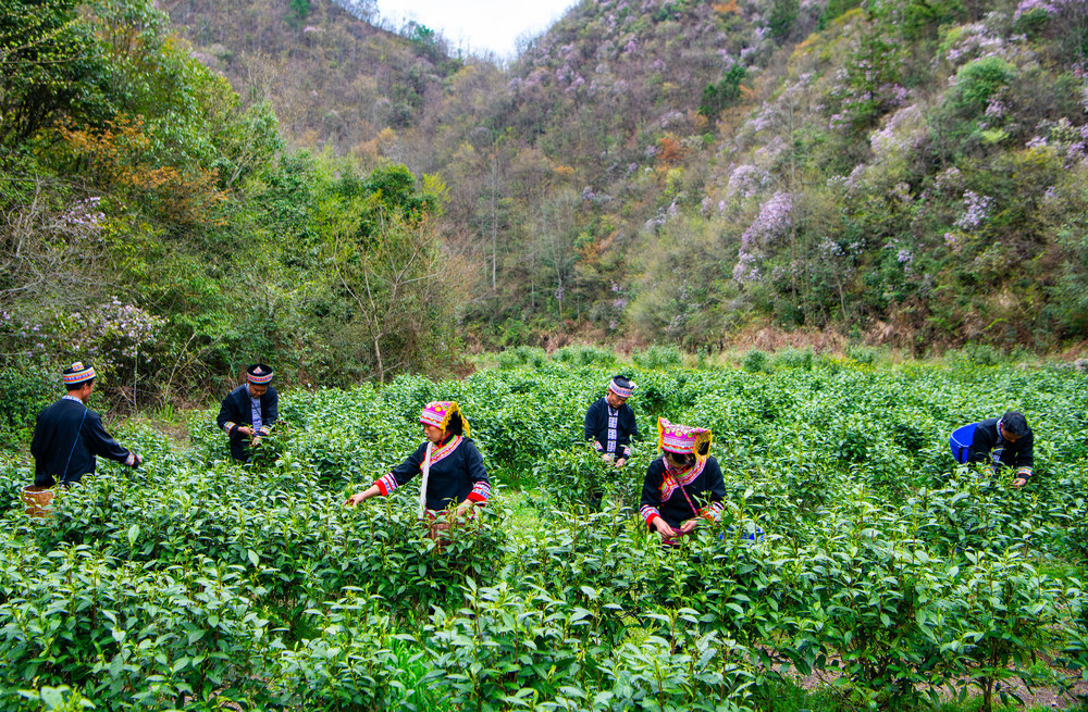 农村  种植  茶叶  怀化中方