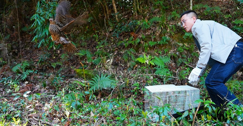 黄腹角雉 爱鸟周 放生