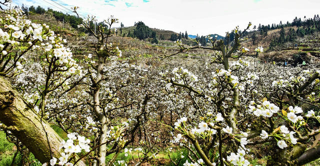 农村  农业  种植   金秋梨  怀化