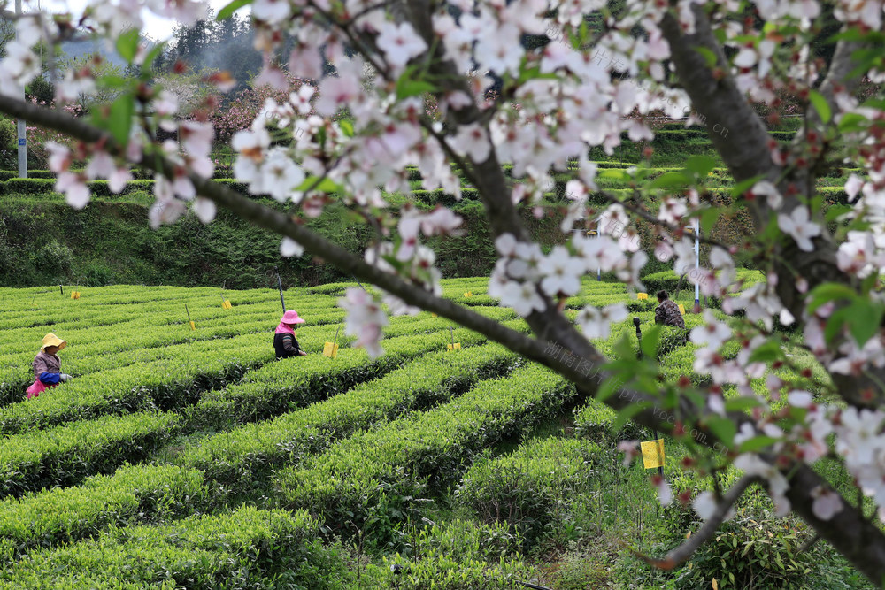 湖南，龙山，采摘，明前茶，新茶，上市，增收
